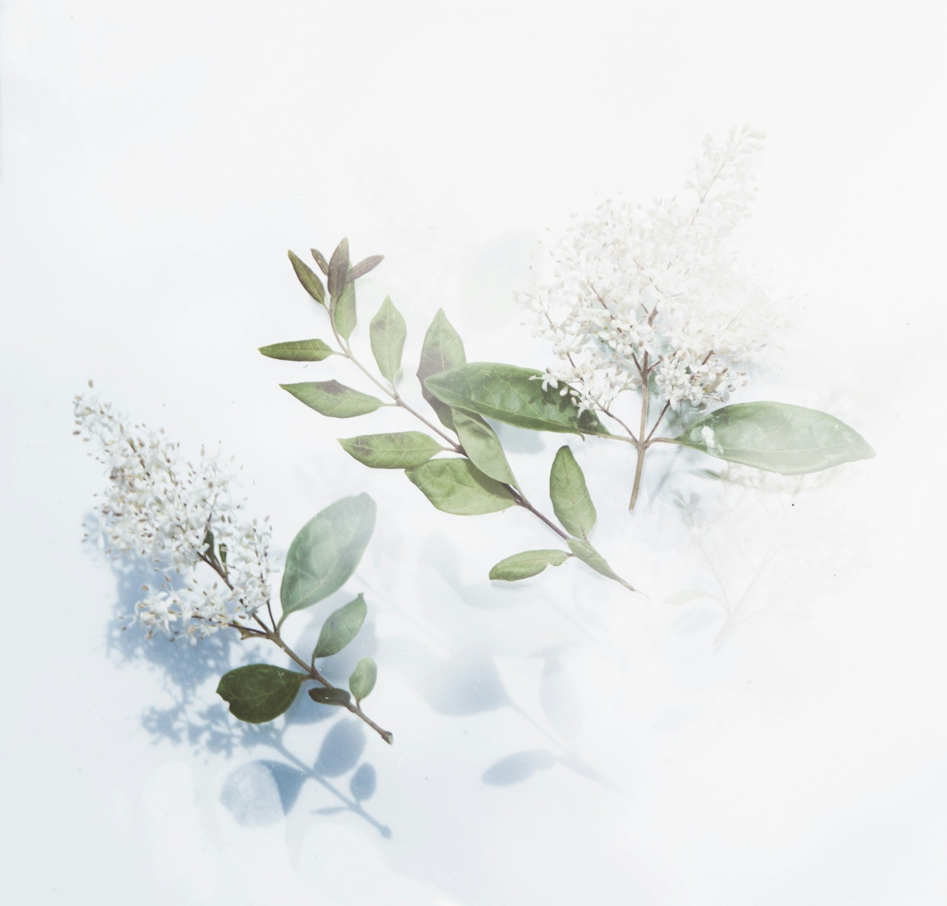Oil To Milk Cleanser - GLOZEM